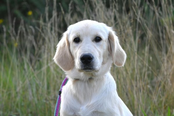 Hoe herken je stress bij je hond?