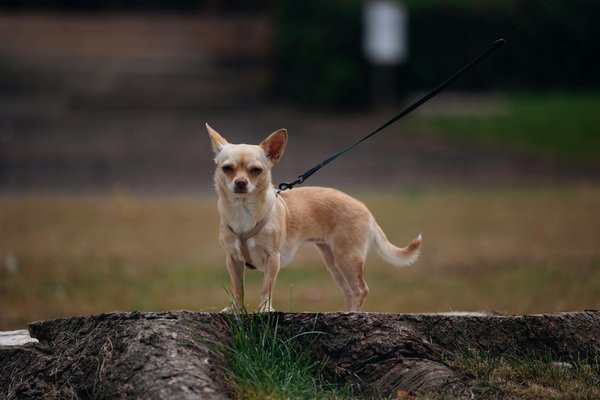 Hoe kunnen we bijdragen aan dierenwelzijn in onze omgeving?